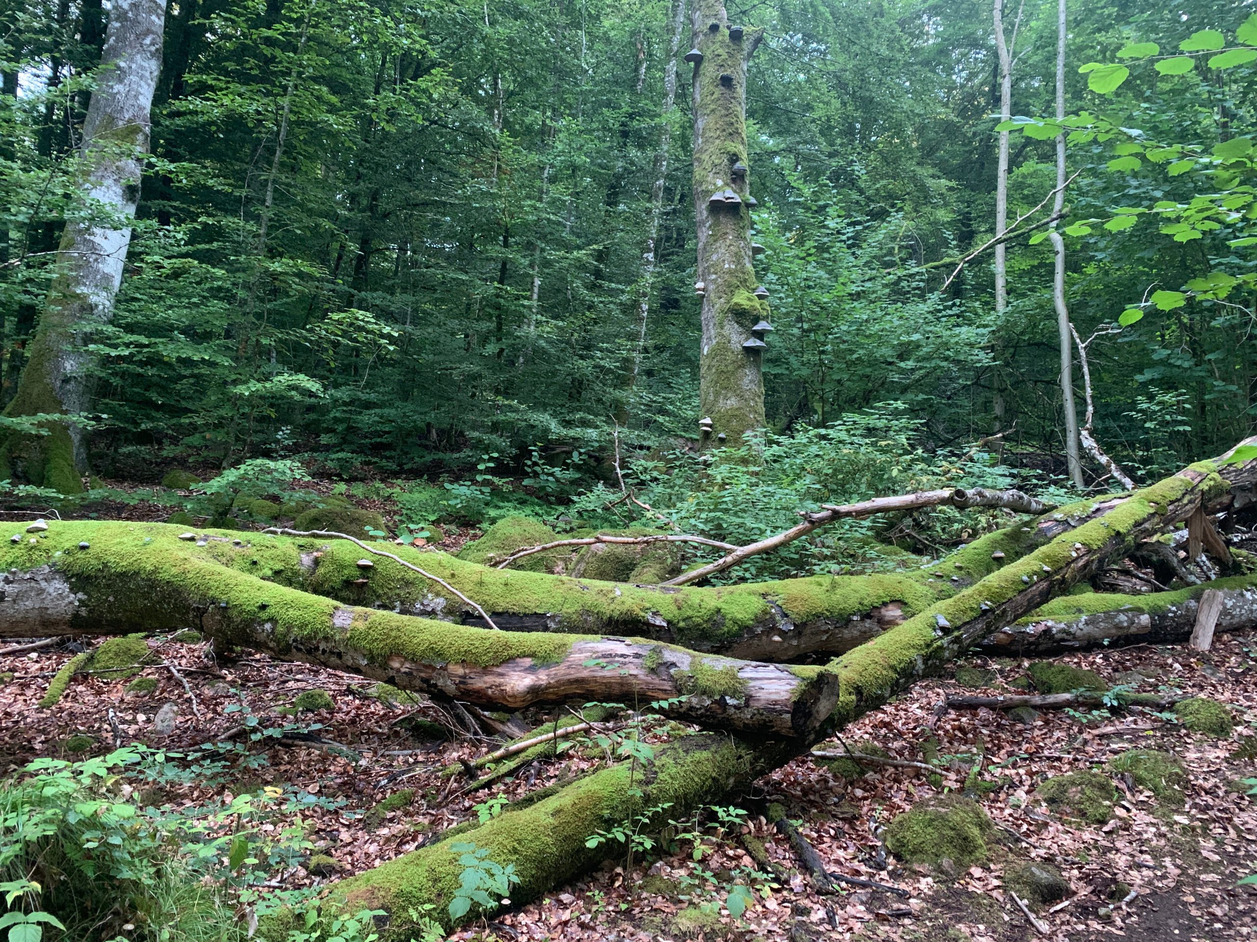 The 8 Nations Leading in Forest Preservation and Growth