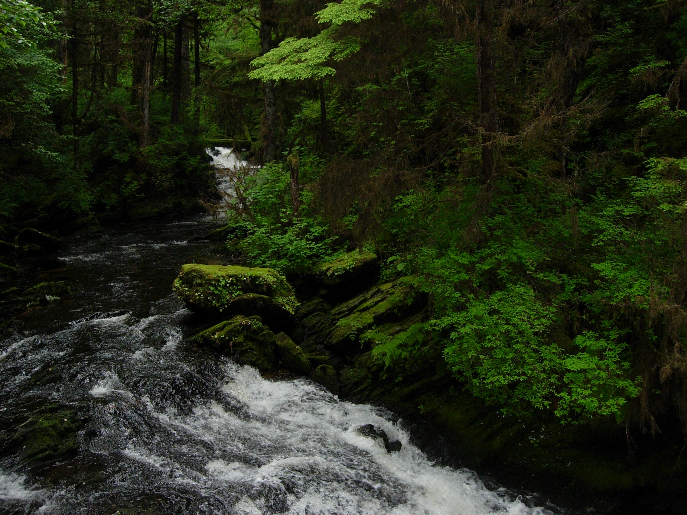 Trump revives plan to open Alaska’s Tongass to logging