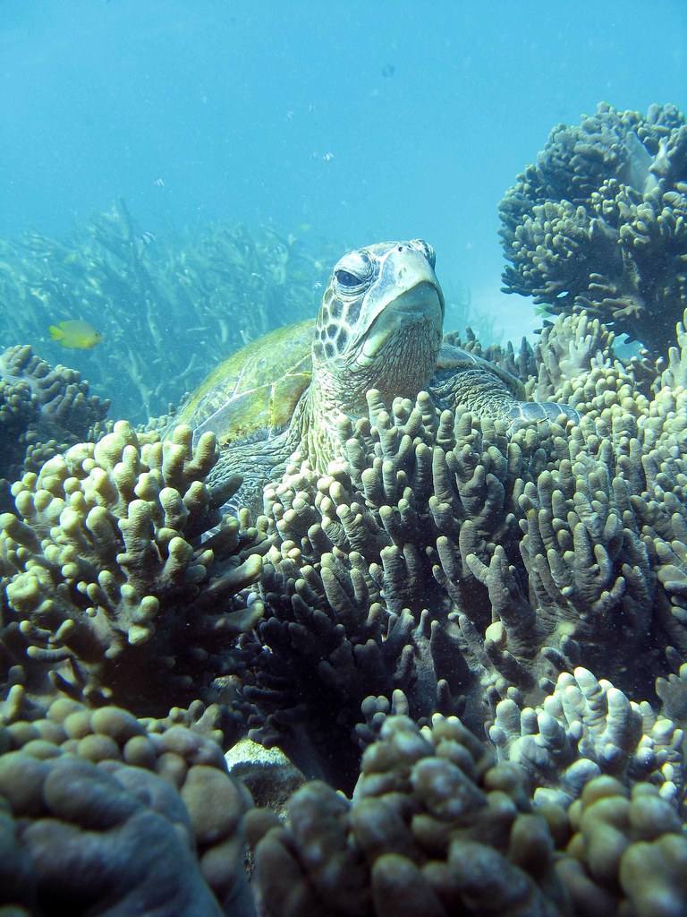 Heatwave Havoc: Australia’s Coral Reefs Are Losing Their Color
