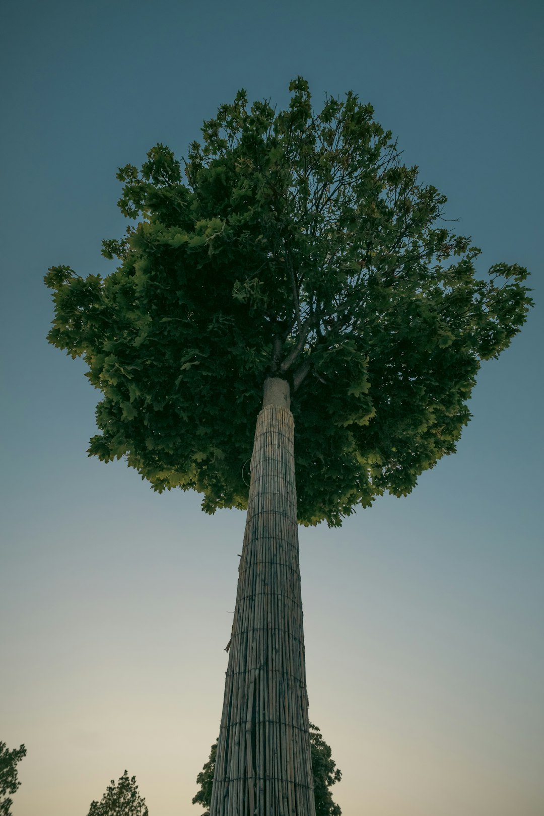 Fruit Trees in Kenya Found Turning CO₂ Into Stone Naturally