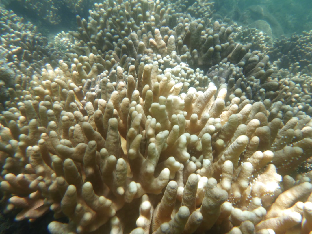 The Underwater Bushfire: How a Silent Heatwave Is Killing Australia's Reefs