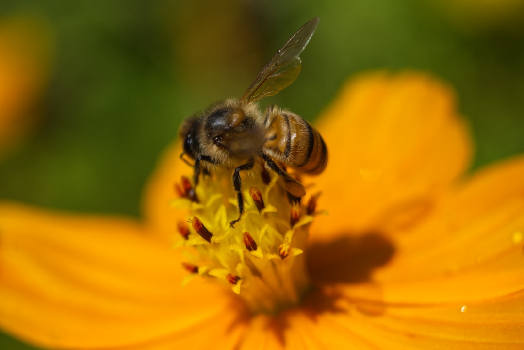 Understanding The Role Of Pollinators In Food Production