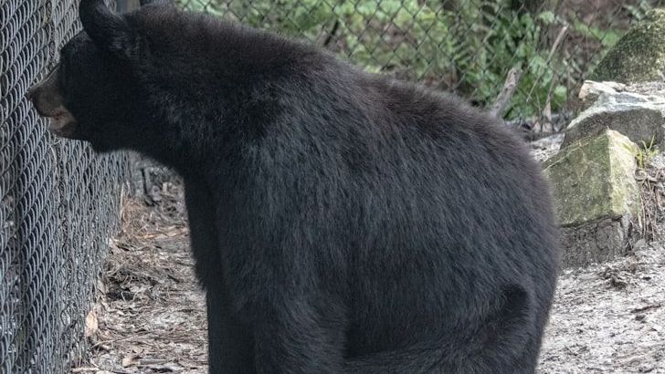 There Are 4,000 Black Bears In Florida. Is That Too Few Or Too Many?