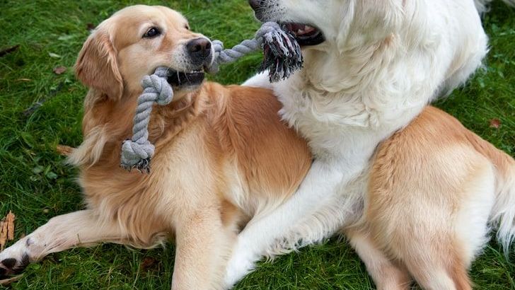 Do You Call Your Dog Your 'Furbaby'? Science Says It's Not An Obsession