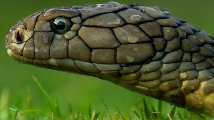The World's Most Venomous Snakes, Ranked from Deadliest to Least Dangerous