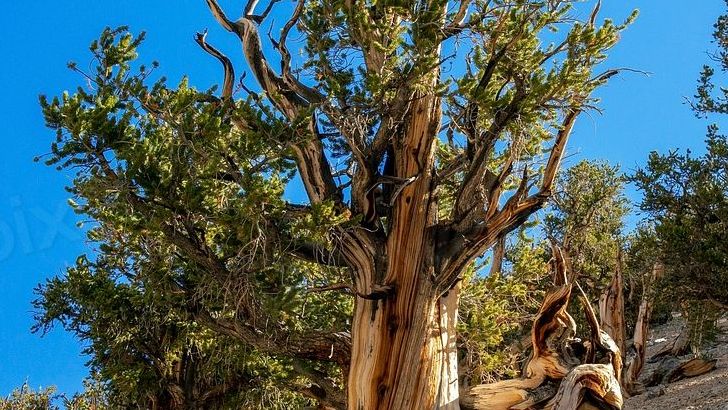 The World's 10 Oldest Living Trees