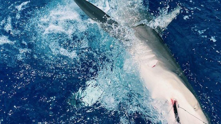 This Was Once The Best Place To See Great White Sharks - Then They Disappeared