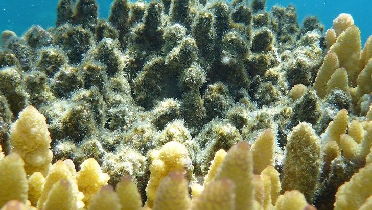Coral Reefs as Natural Barriers Against Storms and Coastal Erosion