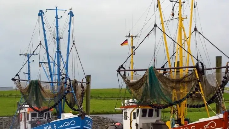 Sustainable Fisheries Protecting Marine Species and Coastal Economies
