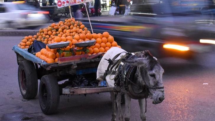 Seasonal Eating as a Practical Step Toward Sustainability
