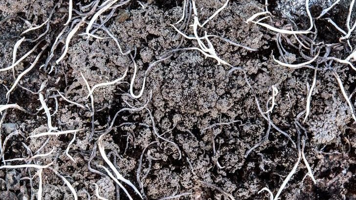 How Caring for Soil Protects Farms and Ecosystems
