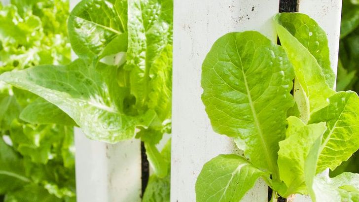 Technologies Changing the Future of Food Production