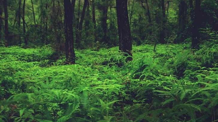 What Forest Management Can Teach Us About Sustainability