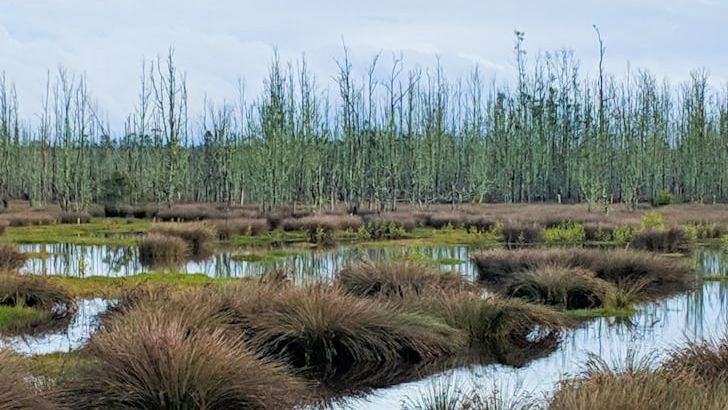 Why Wetlands Matter More Than Ever