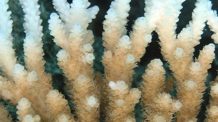 What Happens When Coral Bleaching Becomes the New Normal