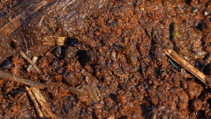 How Agricultural Practices Contribute to Soil Degradation