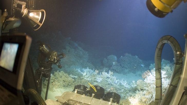 The Ecological Fallout of Deep-Sea Mining for Rare Minerals