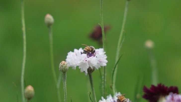 What The Decline Of Pollinators Means For American Agriculture