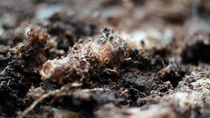 Why Soil Health Is Crucial For Climate Resilience And Sustainable Farming