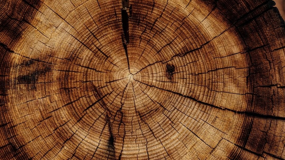 9 Surprising Things Scientists Learned From Tree Rings