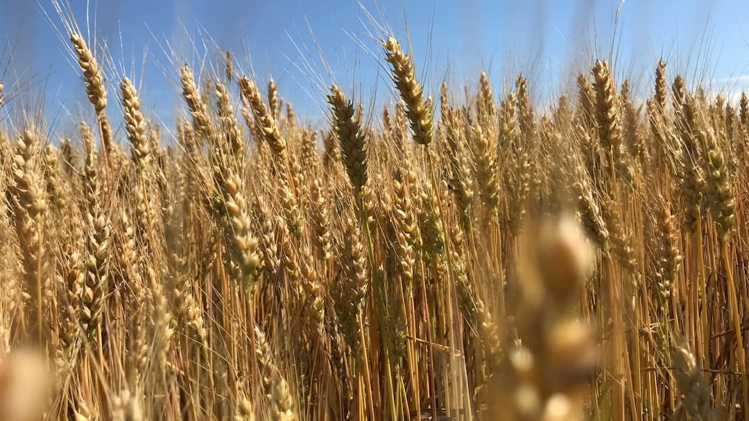 6 American Staple Crops Farmers Are Replacing Before the Decade Ends
