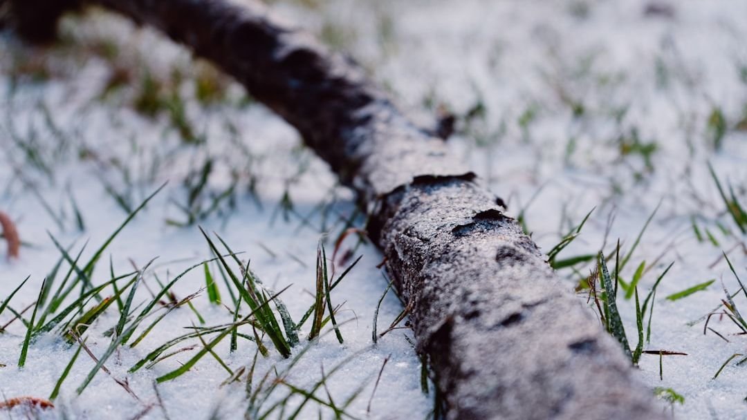 What Is The Polar Vortex? The Arctic Force Behind America’s Most Extreme Cold
