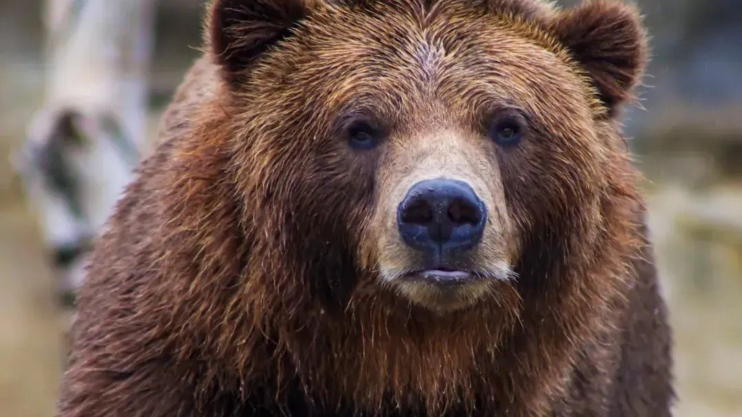 First Fatal Bear Attack Since 1998 Reported In Glacier National Park