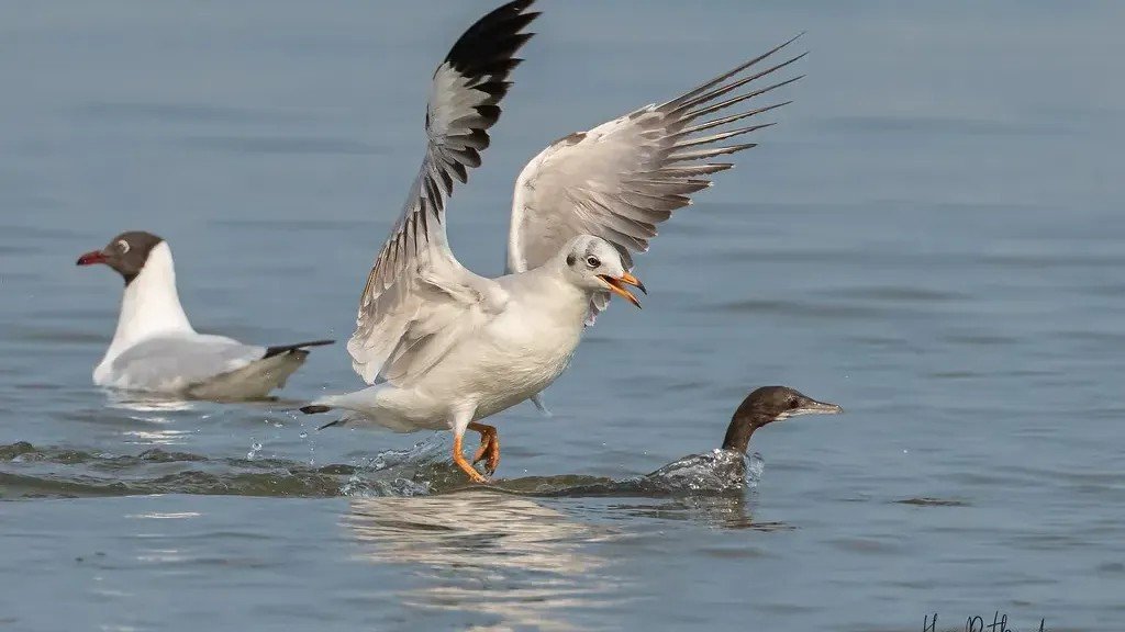 How Drought Conditions Are Affecting Freshwater Wildlife