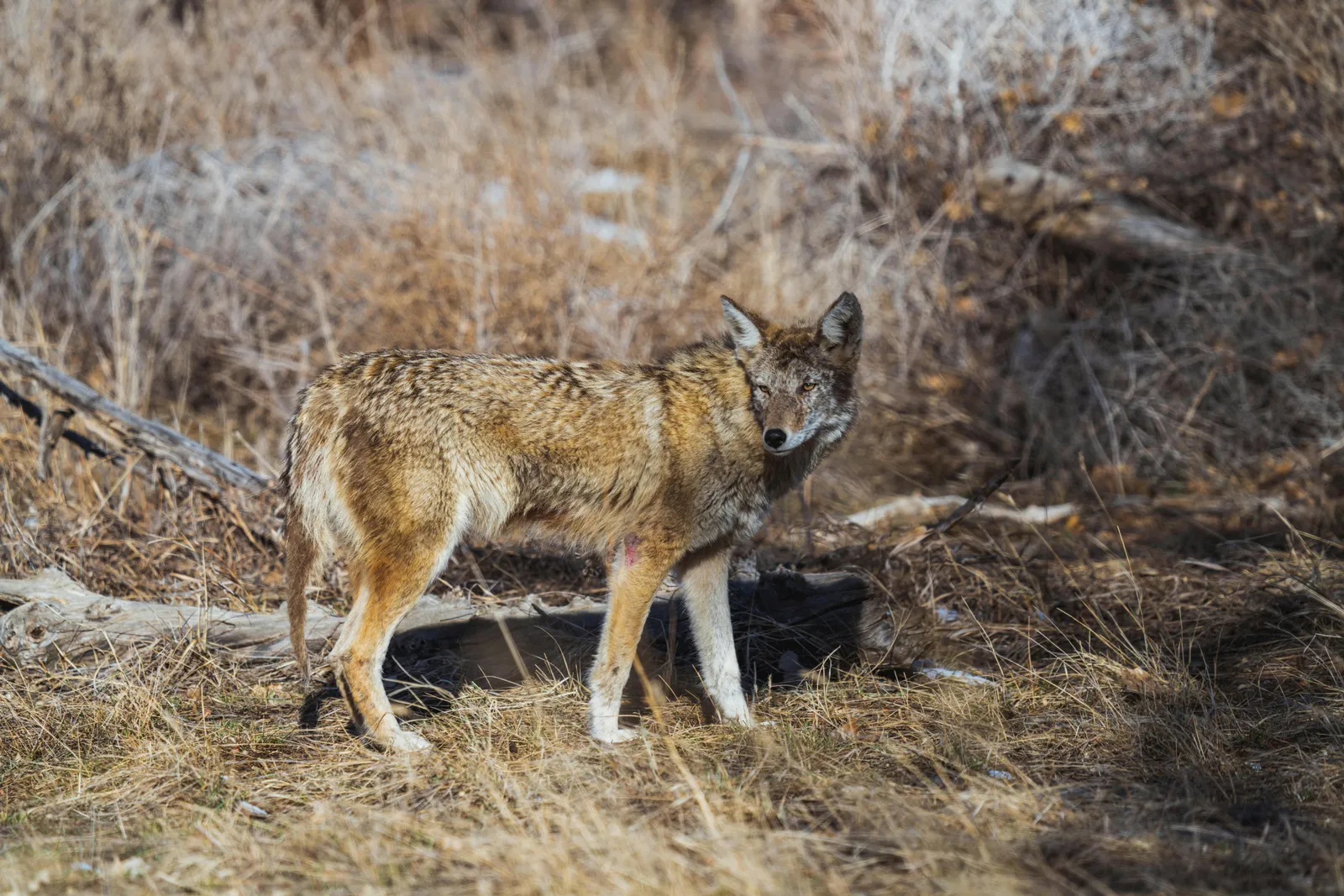 9 Foods Wildlife Are Adapting to Eat That Biologists Say Weren't Part of Their Natural Diet