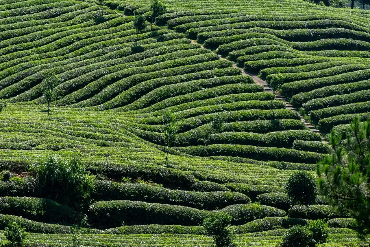 These States Are Losing Farmland Faster Than Most Americans Realize