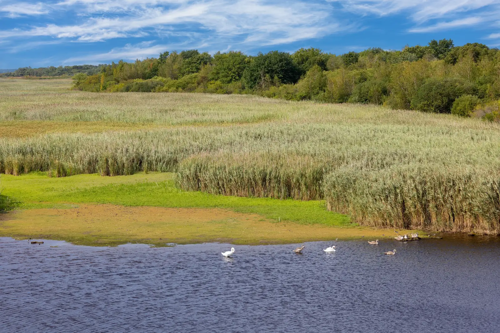10 Communities Restoring Wetlands to Reduce Flood Damage