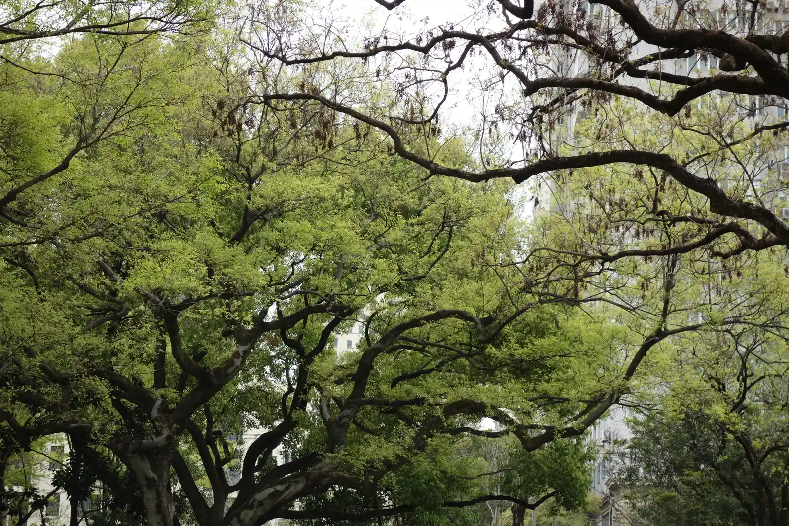 12 Cities Expanding Tree Cover to Create Cooler Neighborhoods