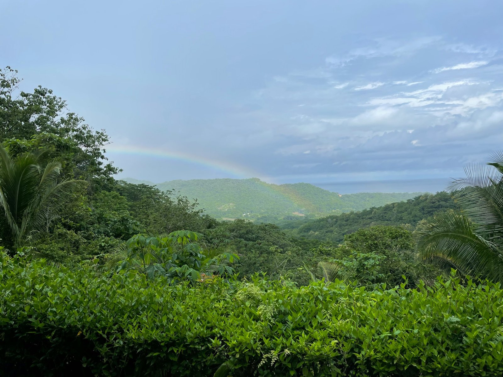 The Amazon Leads 4 Other Rainforests Across the Americas in Ecological Value