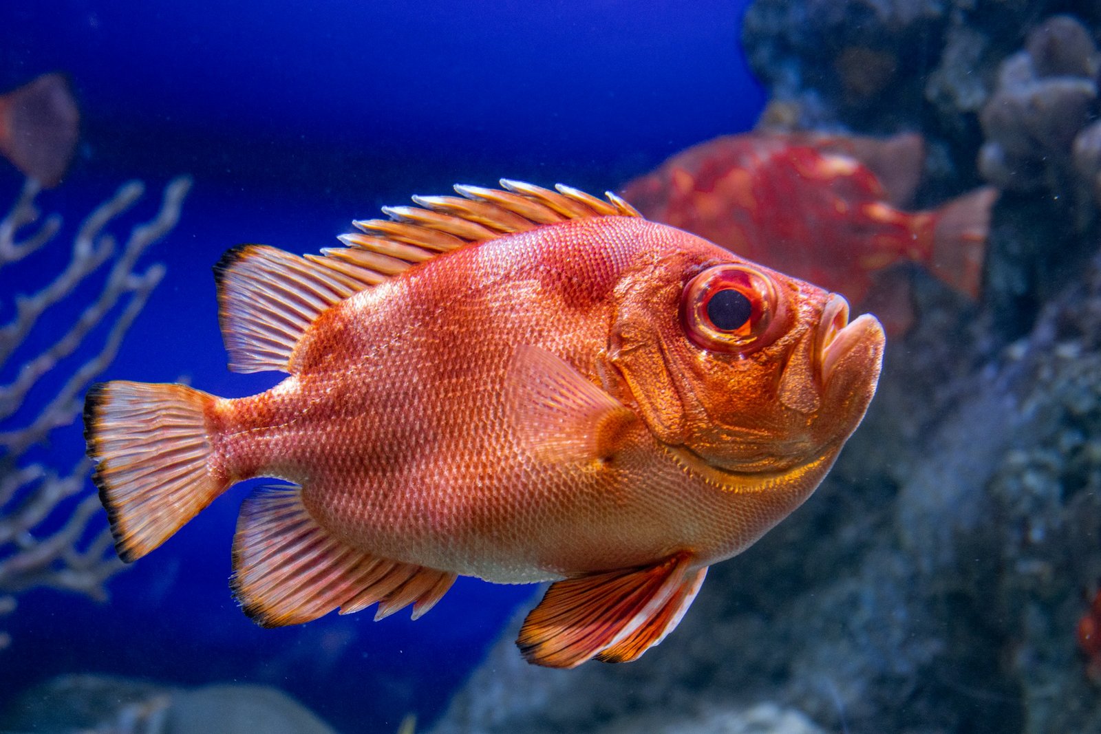 The Top 13 Animal Species That Consistently Live the Longest Lives