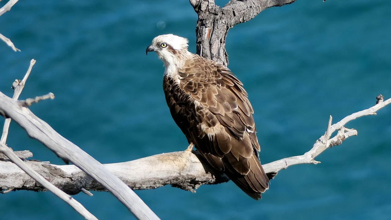 U.S. Wetlands Are Seeing the Return of 6 Bird Species, Scientists Say