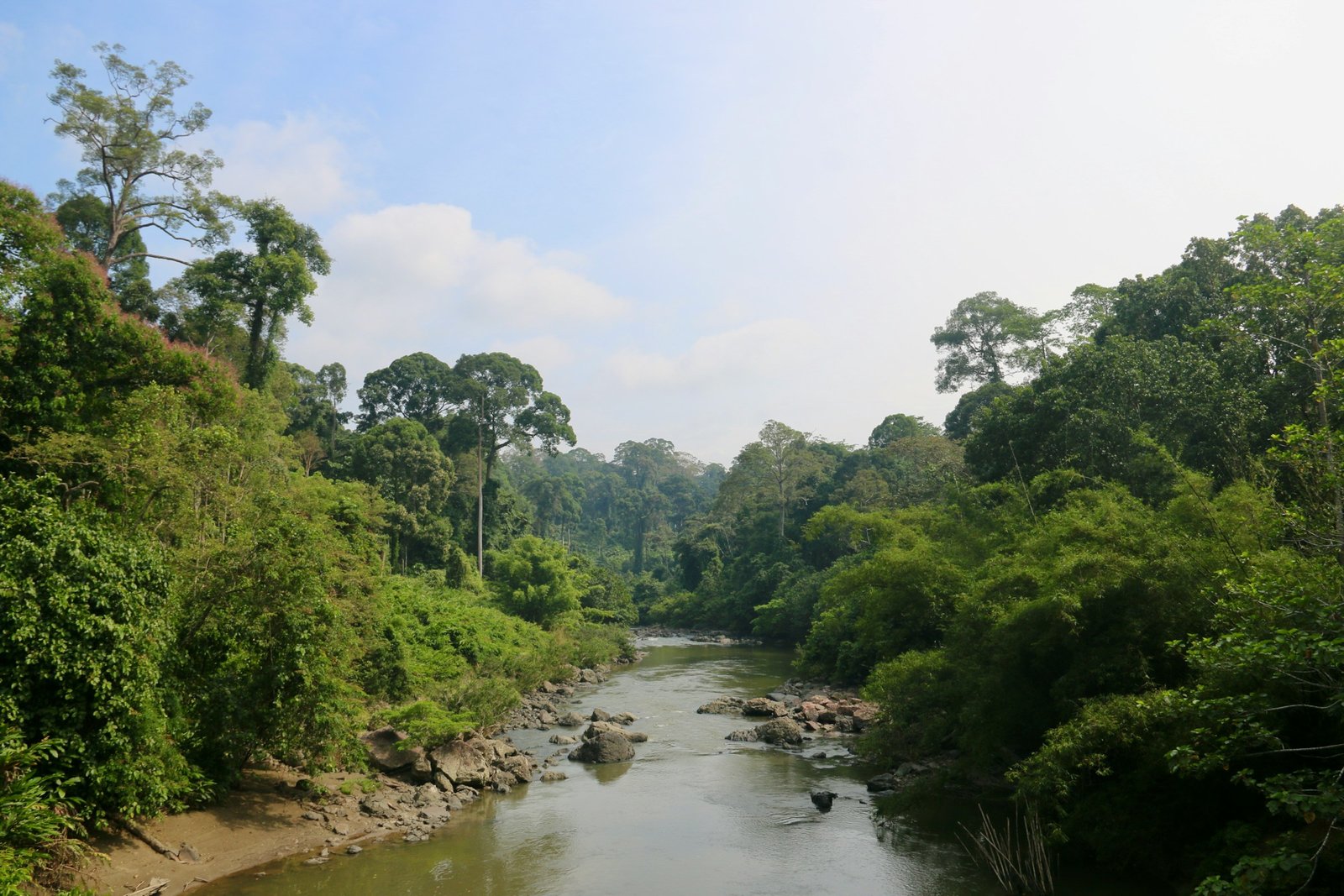 The 7 Largest Rainforests on Earth and Why They Matter for the Climate