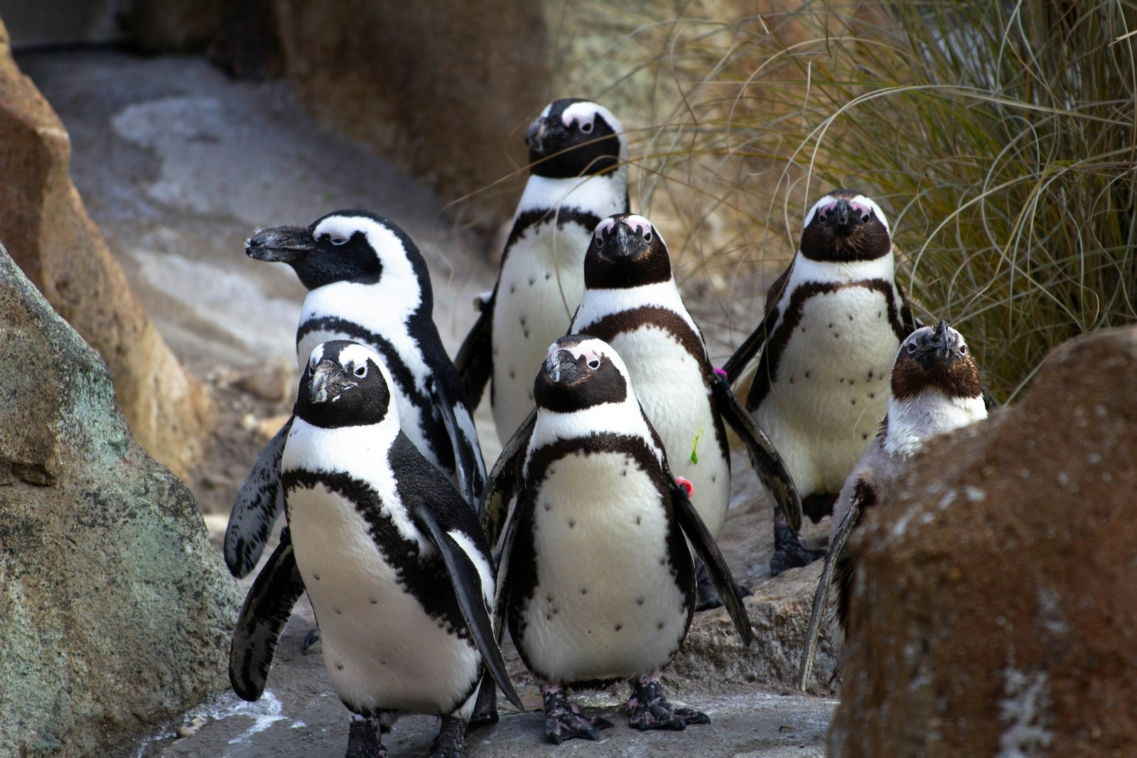 The Quiet Disappearance: 13 Animal Species and Why Their Numbers Declined
