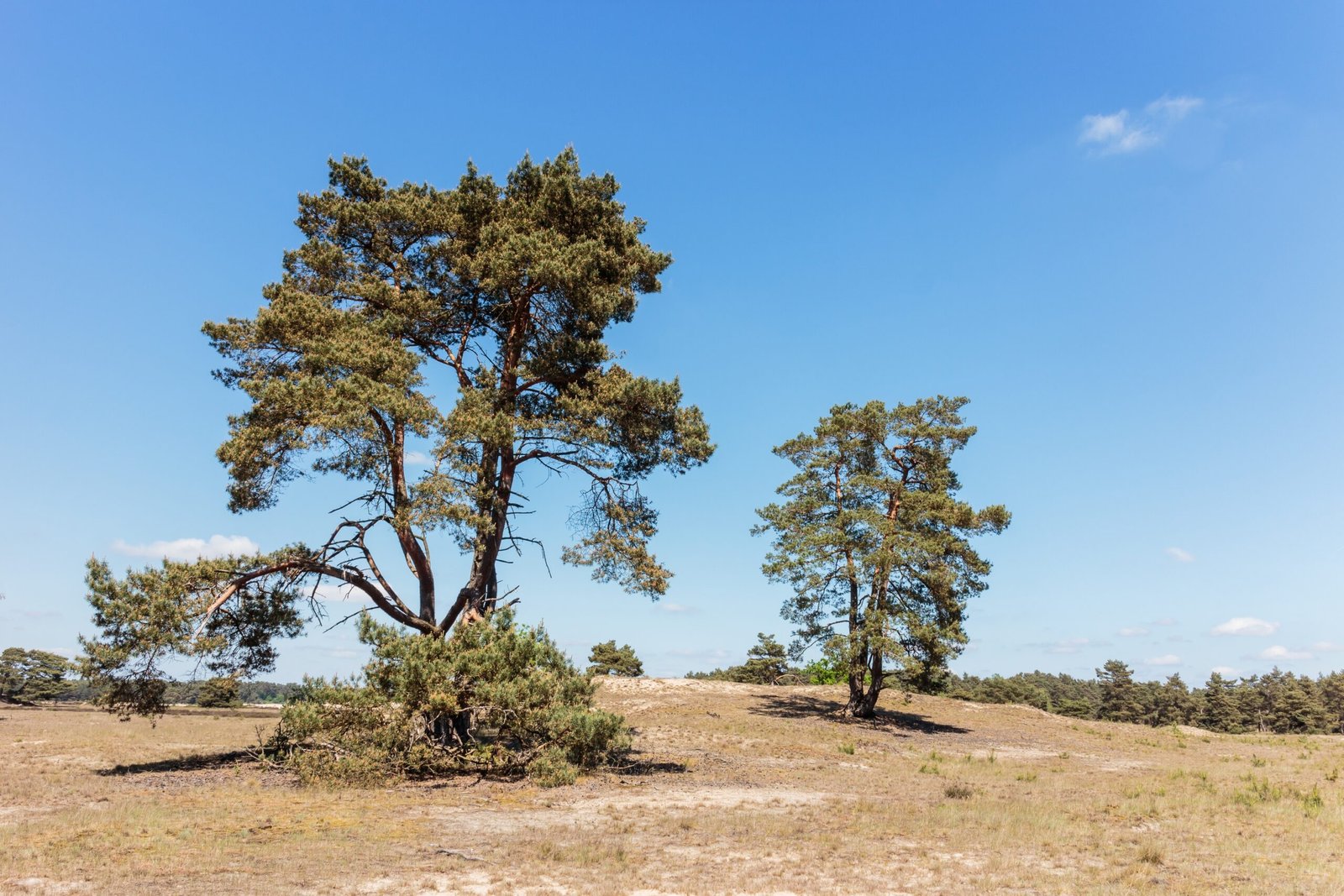 6 Tree Species Foresters Say Are Being Replaced Due to Changing Climates