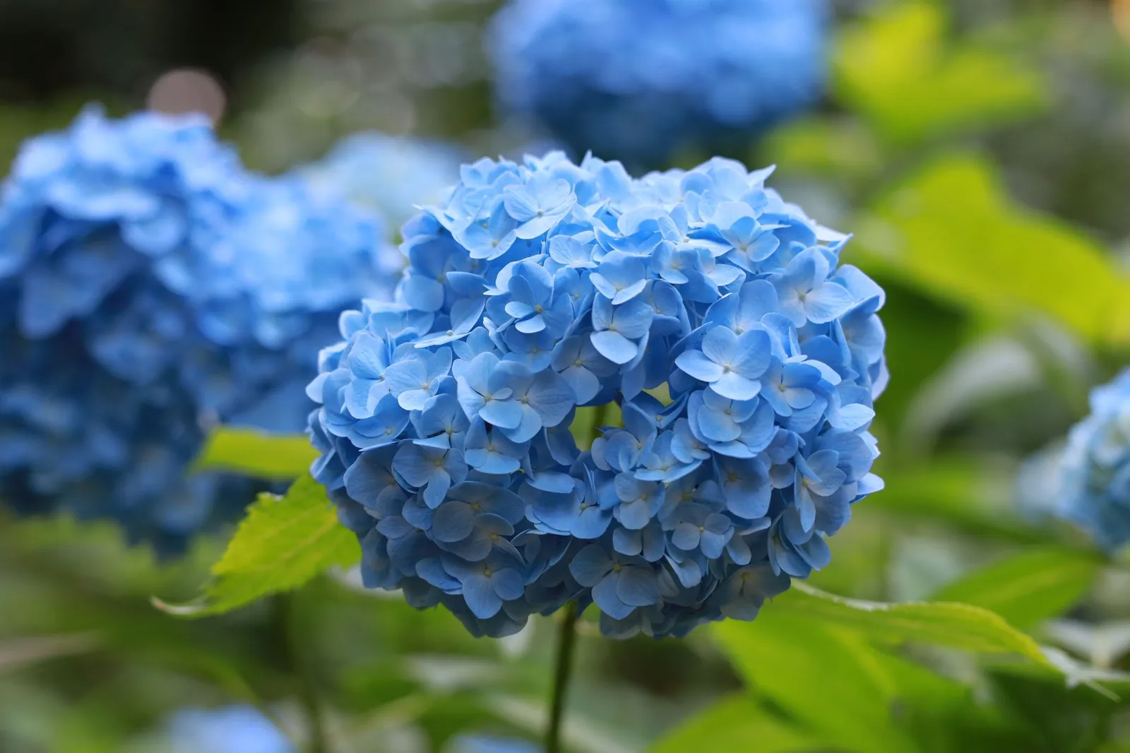 8 Common Garden Plants That Are Struggling in Warmer U.S. Climates