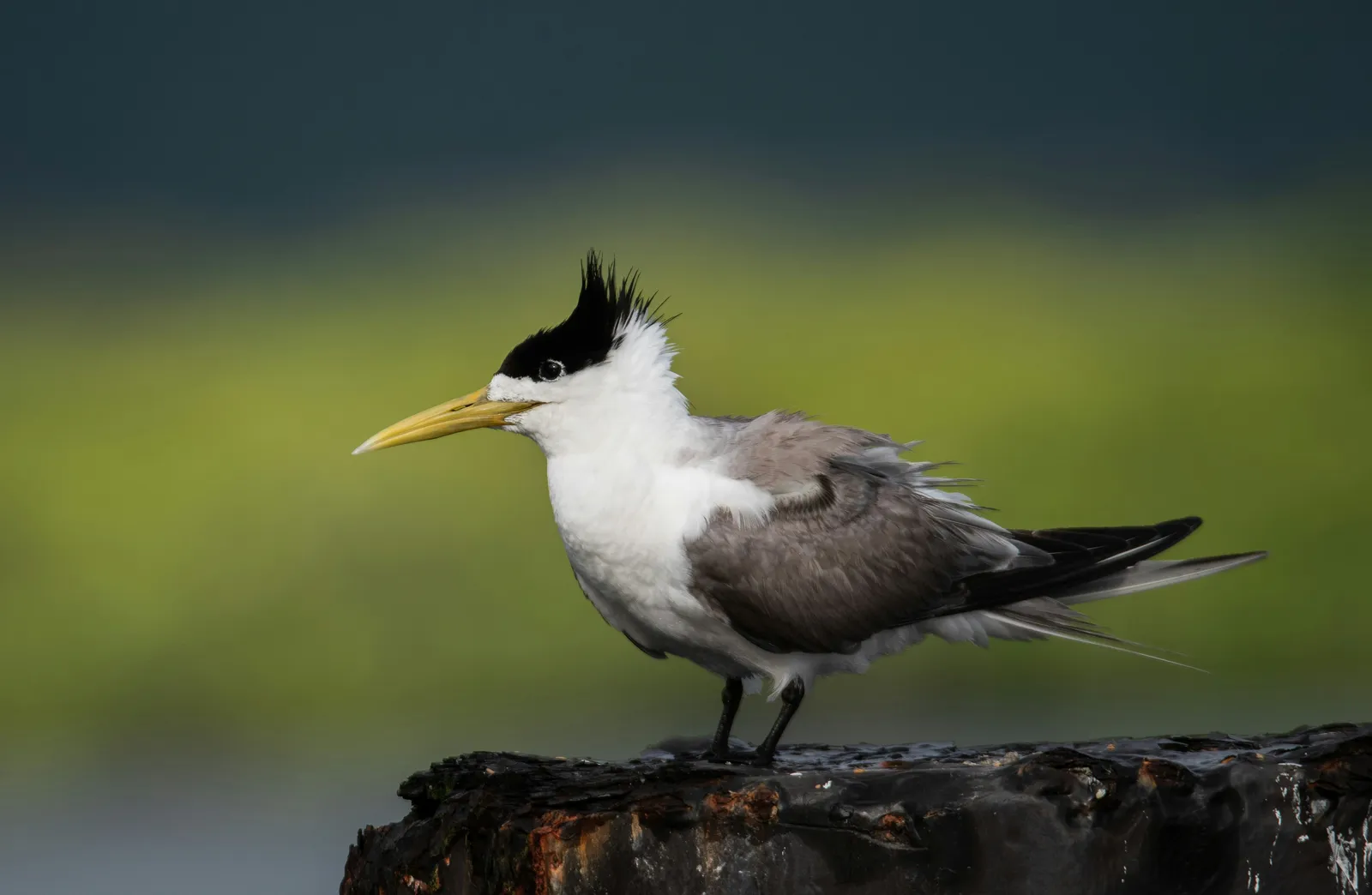 The 7 Rarest Birds in the World Still Found in the Wild