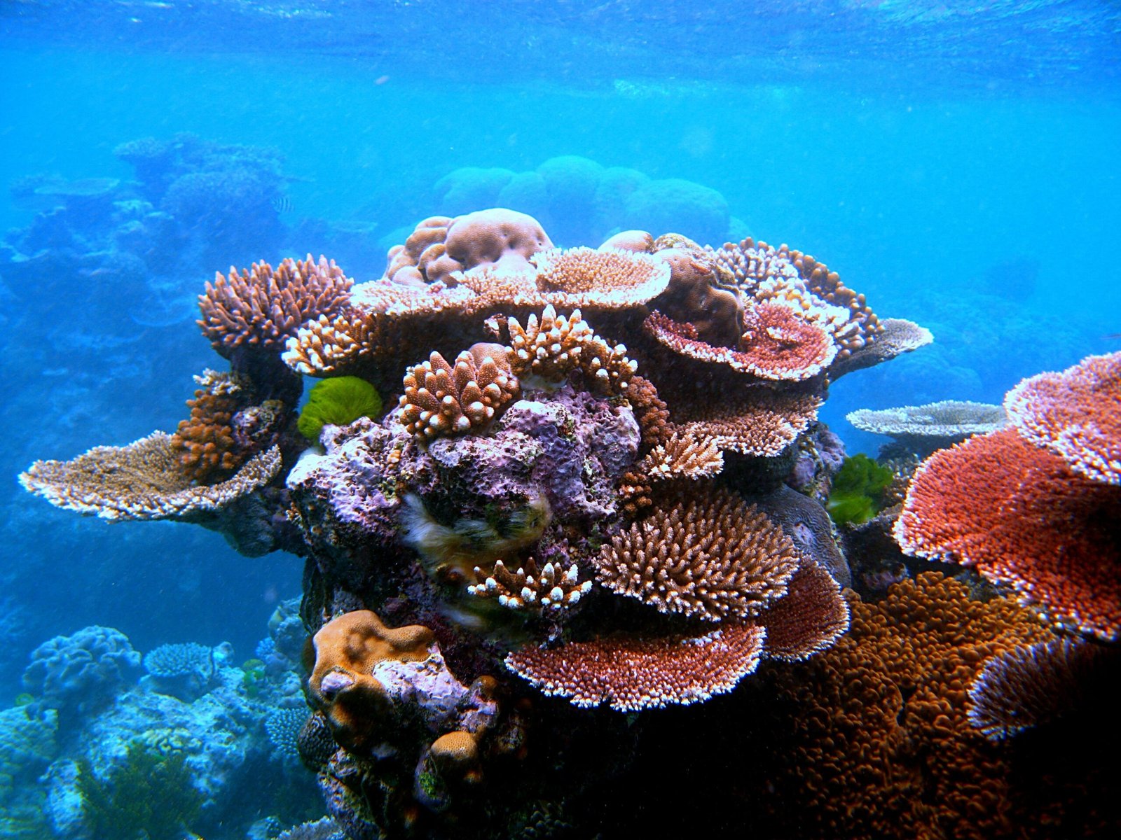 7 Ways Coral Reefs Respond to Warmer Ocean Water