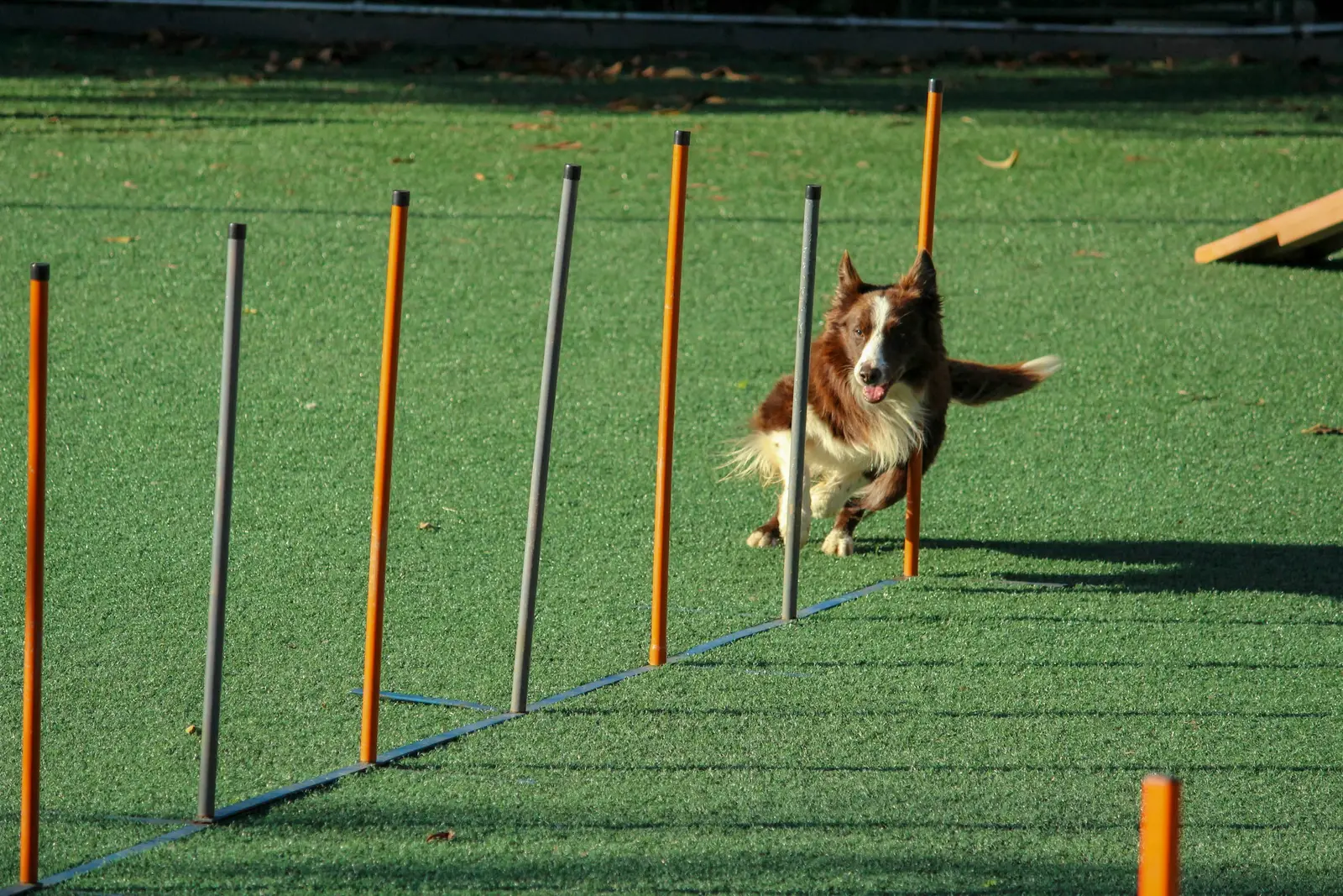 8 Behaviors Scientists Observed in Laika and Other Dogs Trained for Spaceflight